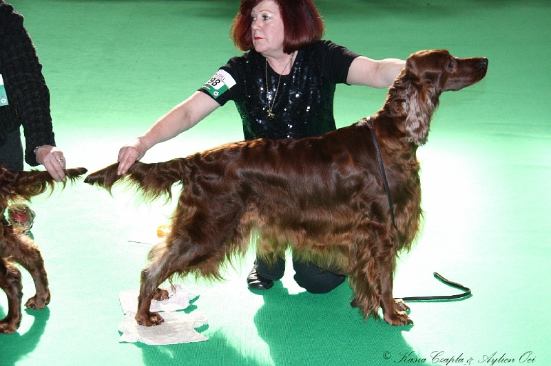 Crufts2011 805.jpg